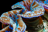 Tridacna maxima - Maxima Blue/Turquoise Ultra