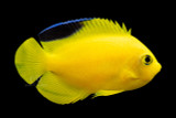 Yellow & Black Angelfish