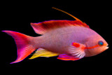 Male Red Lyretail Anthias