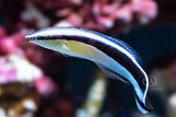 Choose This Not That - Cleaner Wrasse Edition