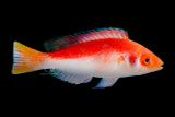 Small, Gorgeous, Peaceful. What's not to like about Marjorie's Wrasse?!
