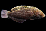 Black Leopard Wrasse