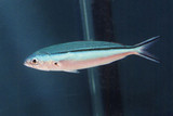 The Dark Banded Fusilier