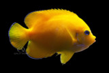 Coco Peel Angelfish