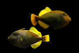 WYSIWYG Hybrid Melichthys Triggerfish