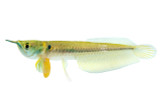 Silver Arowana with Egg Sac