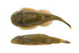 Looking For Loaches? May We Suggest Myers?