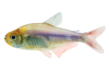 Highly Underrated Fish: Red-Blue Peru