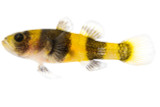 A Bumblebee Sized Bumblebee Goby