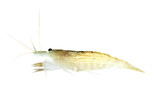 Little Big Shrimp