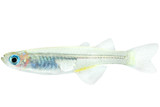 Subtlety Sweet - Swampy Blue Eyes