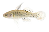 Sir Stigmatogobius sadanundio