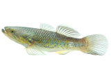 Ornate Sleeper Goby