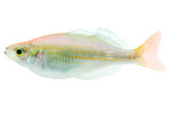 Kali Tawa Rainbowfish