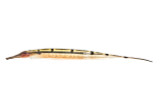 The Little Knifefish That Could