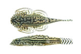 Reticulated Hillstream Loach