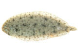 A Tank with Sole