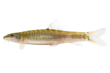 Red Tail Zebra Loaches Are the Shistura