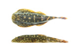 Big Spots Crenastus Borneo Sucker Loach
