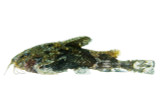 Asian Moth Catfish