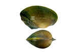 Green Pearl Mussel
