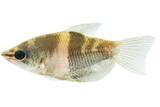 Giant Chocolate Gourami