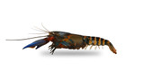 Papua Blue Claw Lobster 