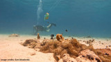 The Trumpetfish is a master of disguise: it hides behind other, bigger fish to hunt