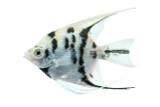 Panda Angelfish