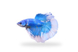 A Betta Aquarium Fish