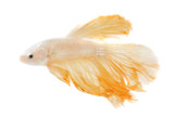 Snow White Yellow Dragon Betta