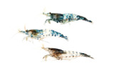Assorted Rili Neocaridina Shrimp