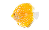 Yellow Pigeon Blood Discus