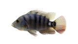 The Miracle Mayan (Cichlids)