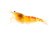 Golden Dragon Shrimp