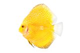 Yellow Snakeskin Discus