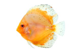 Kohaku Discus