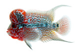 Flowerhorn Cichlid