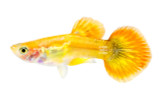 Phoenix Guppy