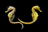 Aquacultured Potbelly Seahorse Pair