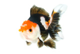 Tricolor Oranda Goldfish