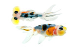 Calico Bubble Eye Goldfish