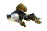 Panda Butterfly Goldfish