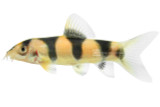 Clown X Emperor Hybrid Loach