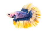 Radium Rosetail Betta