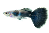 Blue Diamond Guppy