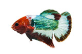 Red Copper Plakat Betta