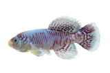 Eggersi Orchid Blue Killifish