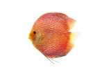 Ruby Diamond Discus