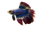 Male Thai Flag Halfmoon Betta